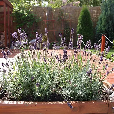 Fortuna Πανσιόν 2*